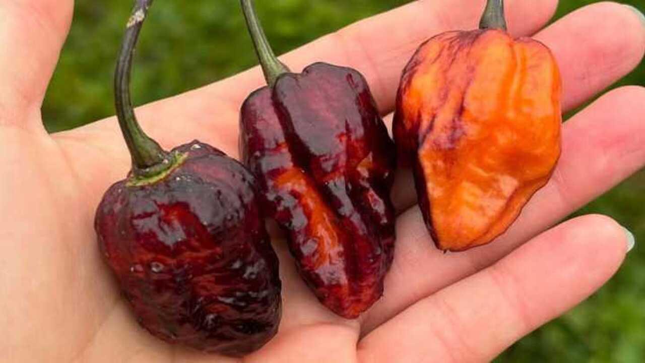 Habanero: Cabai Populer di Indonesia yang Menyengat