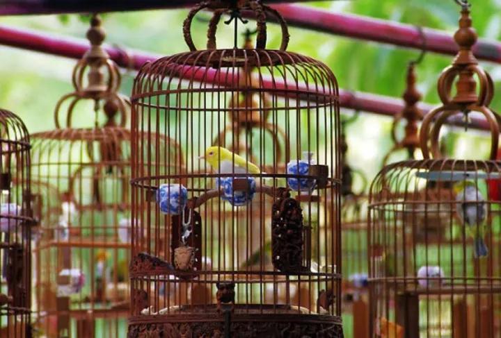 Tips Agar Burung Anda Gacor Bagus dan Berkualitas